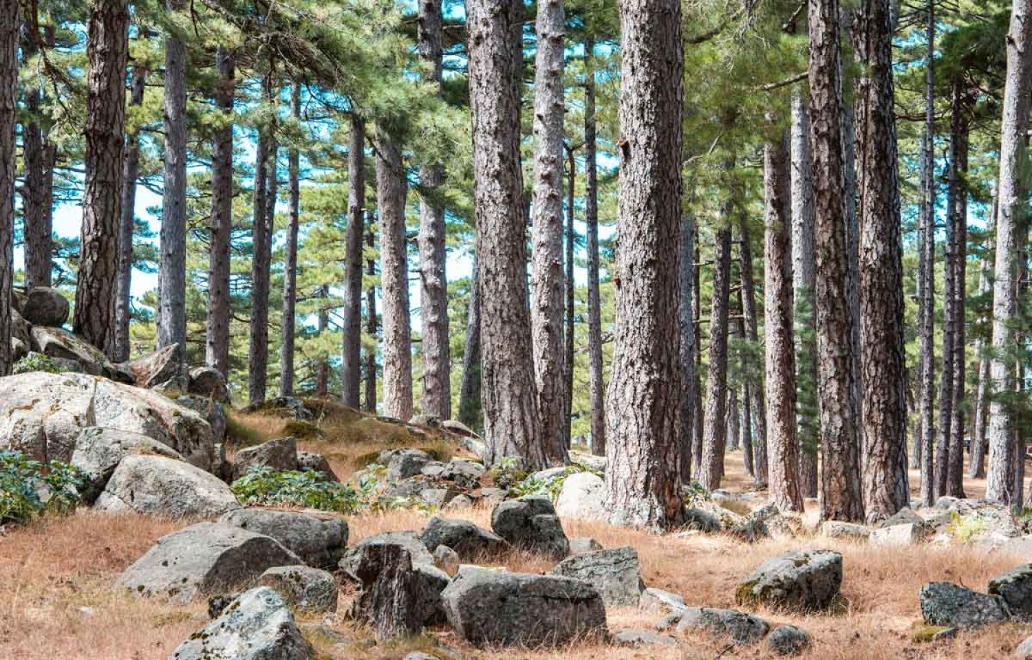 Bergerie de Luviu - Randonnée en Corse du Sud