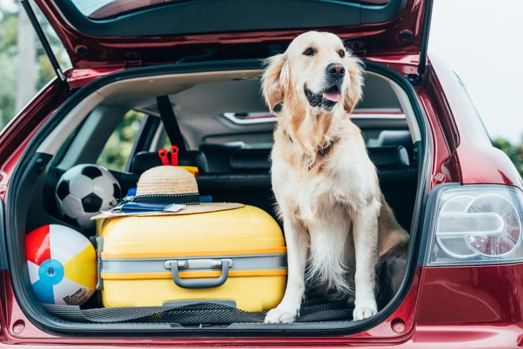 voyager-en-corse-avec-son-chien