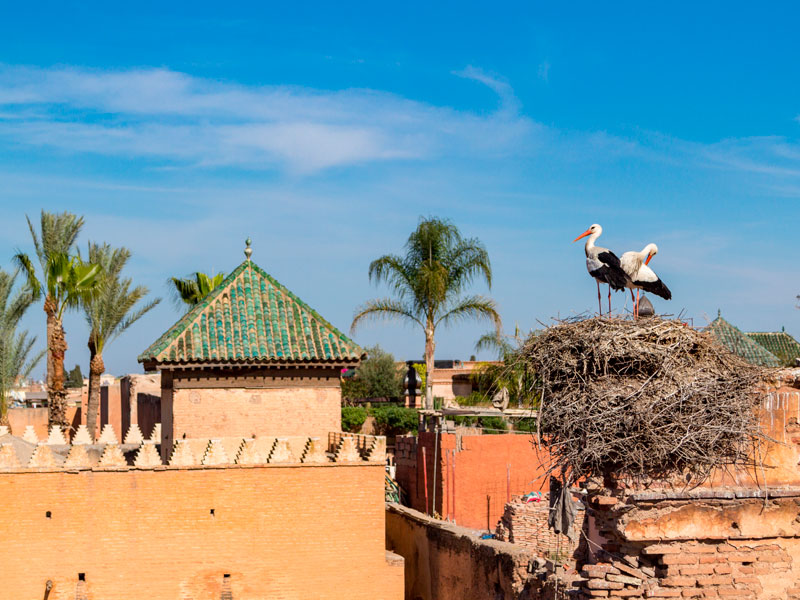 Levez les yeux, la cigogne est partout dans le ciel de Marrakech