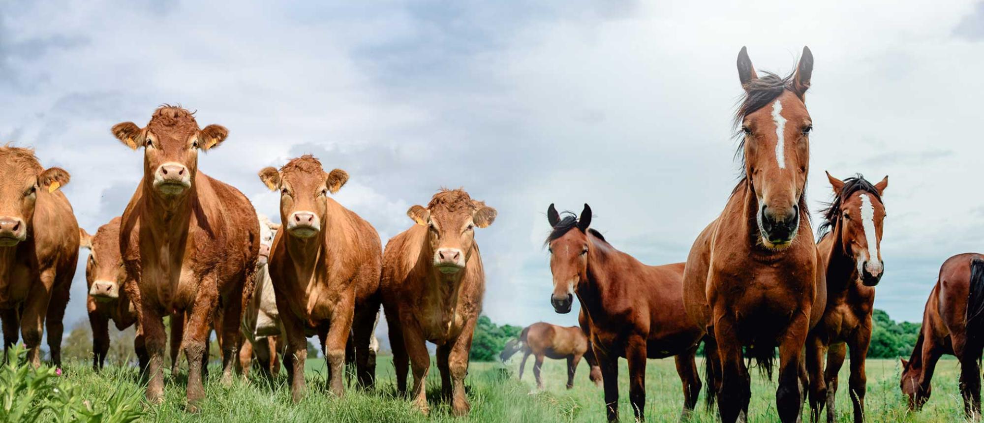 Règlementation sur le transport d'animaux vivants vers la Corse