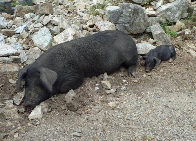 Porcu nustrale