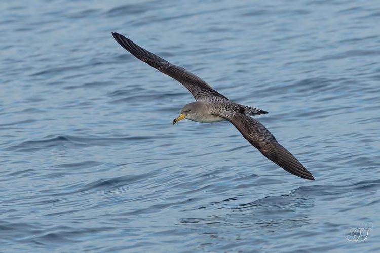 Puffin Cendré des Îles Sanguinaires en Corse du Sud