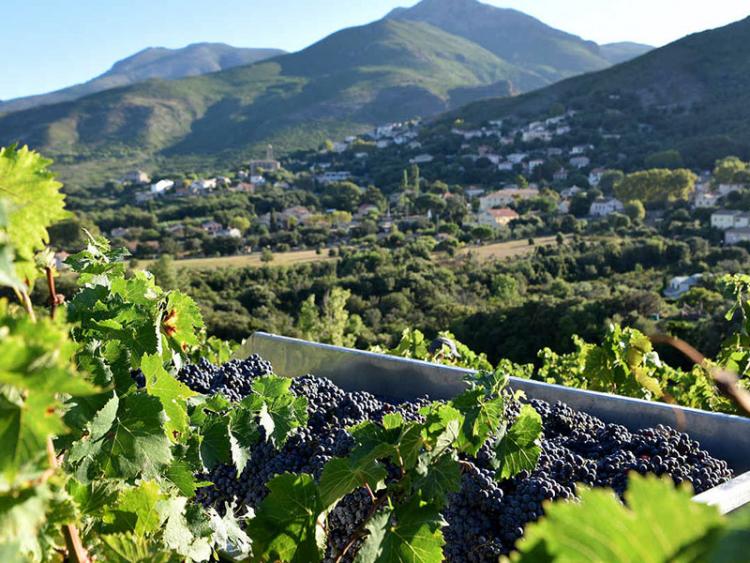 Patrimonio - Vendanges au Clos Gentile