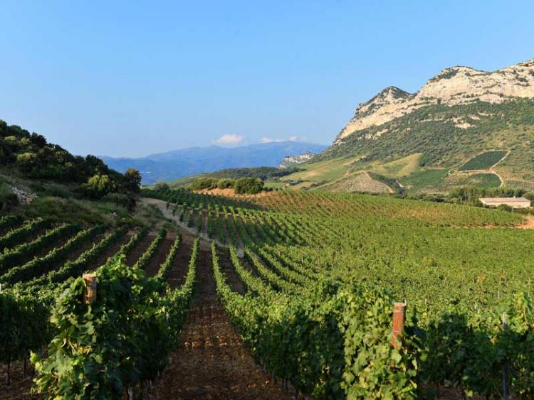 Vignes du Domaine Gentile -Patrimonoi - Cap Corse