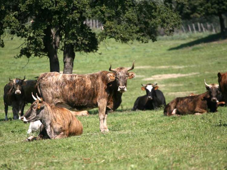 Veau "tigre" de l'élevage Abbatucci