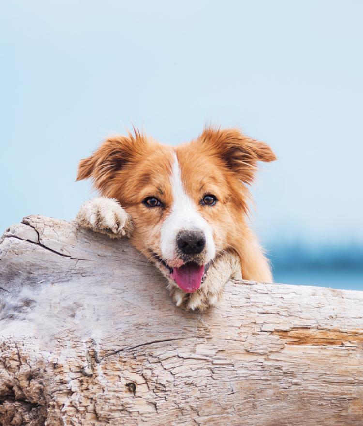 voyager-avec-son-animal-de-compagnie-la-méridionale