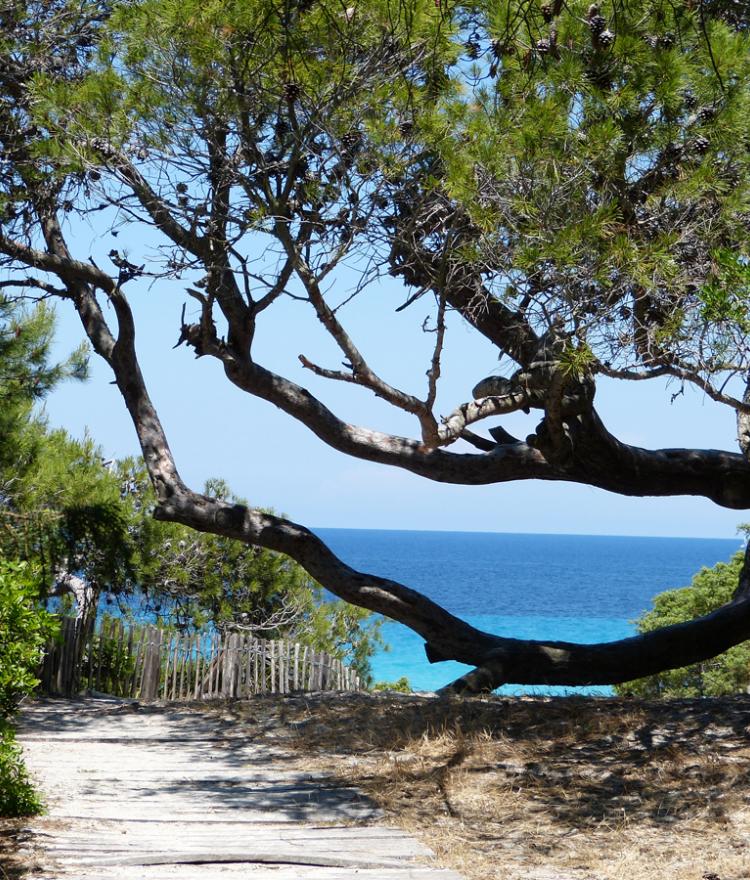 Sentier menant à la plage de Saleccia